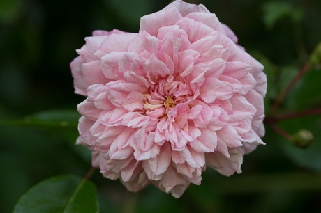 Sissinghurst - Rose