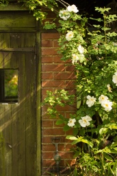 Brick Outbuilding & Rambling Rose at Walnut Tree Cottage